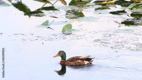 Mallard duck swimming in a lily pond. photo