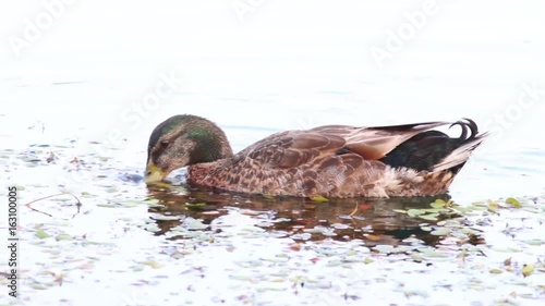 Mallard Duck swimming and eating in a pond. photo