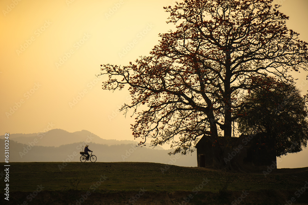 Vietnam landscape at sunset. Blossoming Bombax ceiba tree or Red Silk Cotton Flower with a woman cycling on countryside dyle