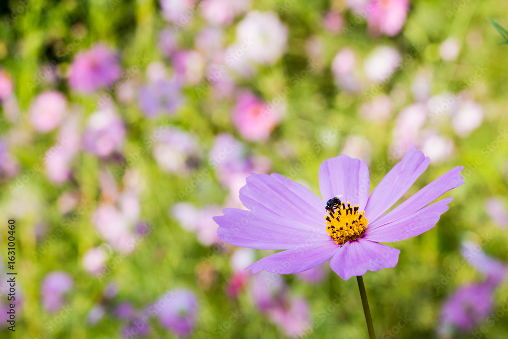 Pink cosmos flower and bee and garden Pink cosmos flower and bee and garden