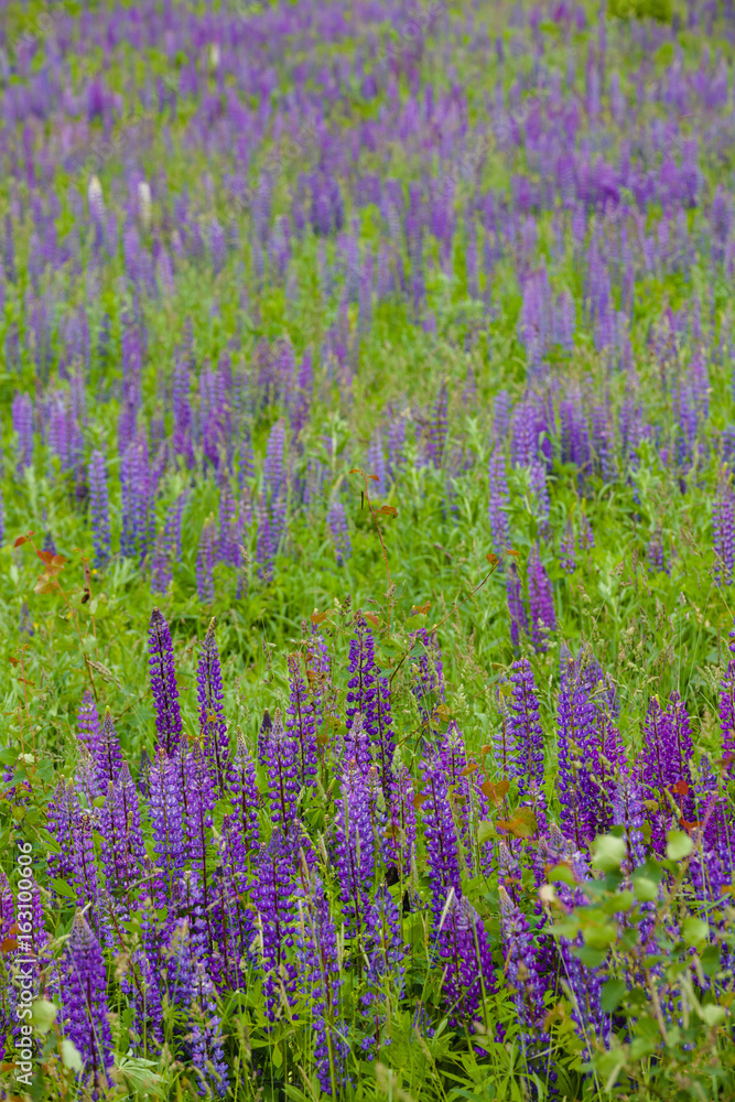 Lupine field close-up Lupine field close-up