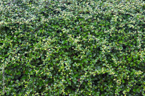 tree green background