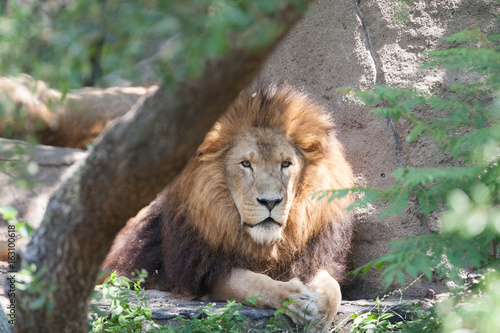Lion resting in the shade