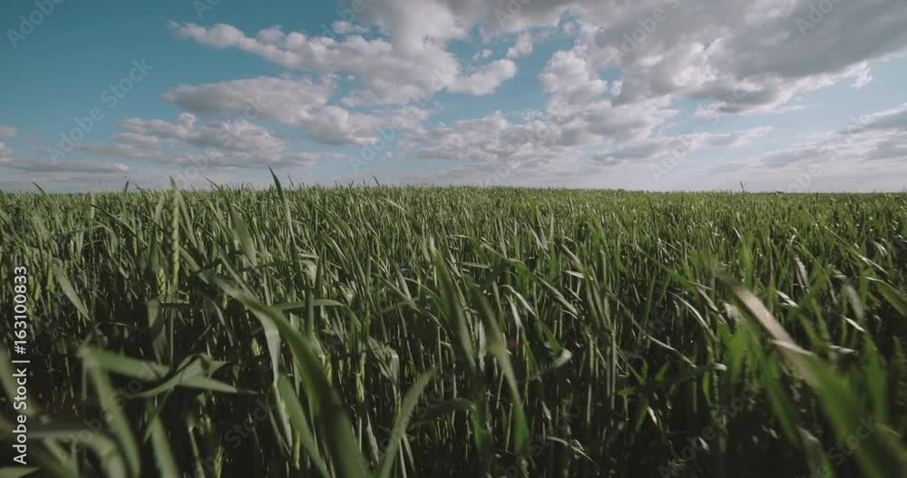 running in a field of green wheat ,Steadicam shot, slow motion running in a field of green wheat ,Steadicam shot, slow motion