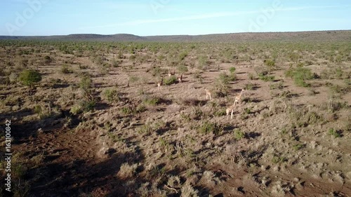 Giraffes in Africansavannah. Aerial drone 4K footage from above photo