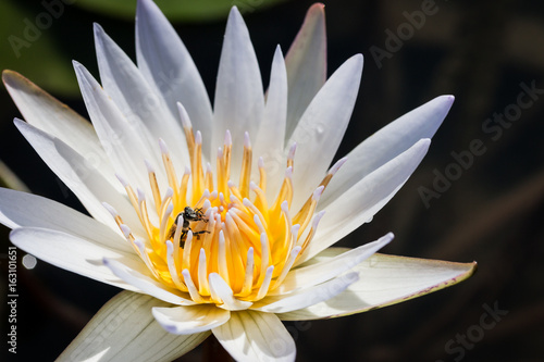 The water lily flower and bee