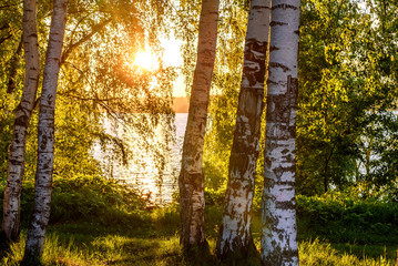 Fotobehang Berkenbos Berkenbos langs rivier bij zonsondergang  © Iri_sha