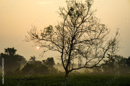Wallpaper Mural Early morning sunrise over frosty tea fields with leafless trees Torontodigital.ca