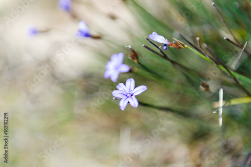 Beautiful purple summer flower with blurred background 