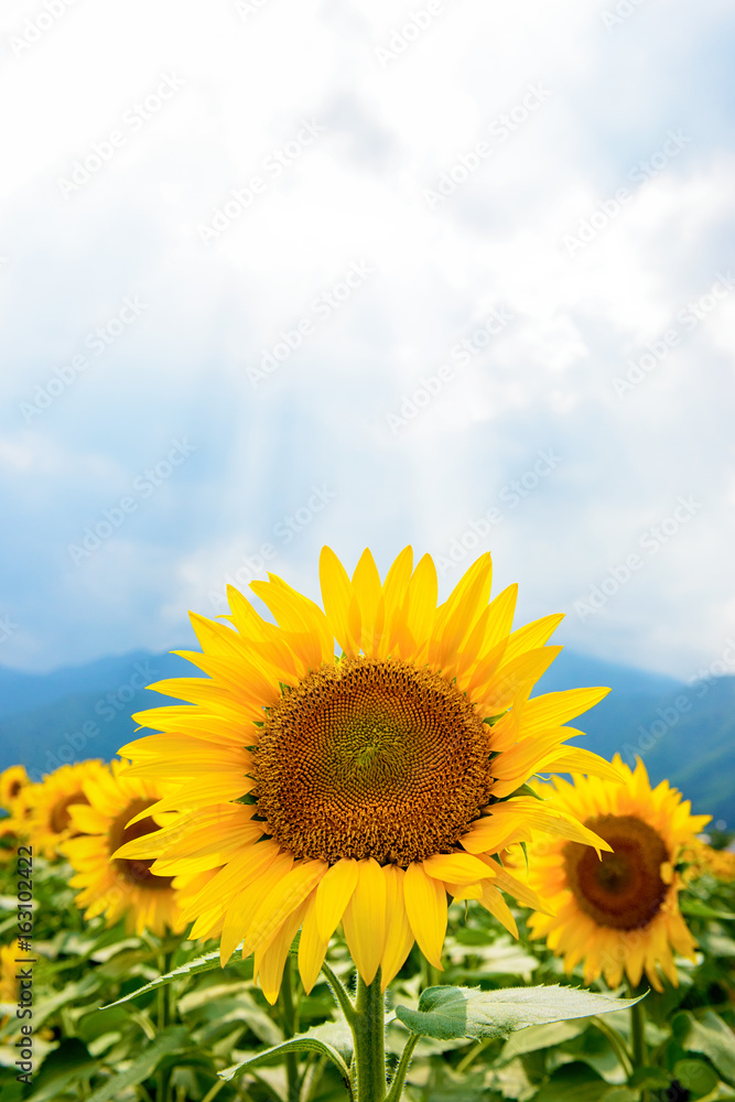 Naklejka premium ひまわり