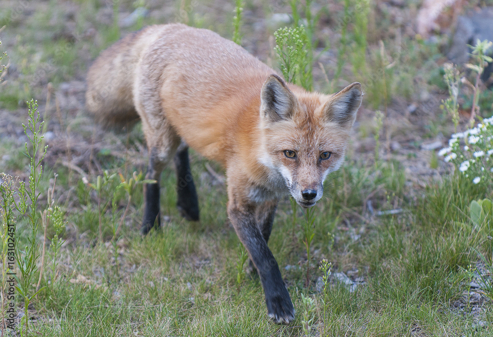 fox 2 fox 2