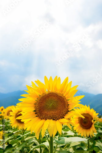 Fototapeta Naklejka Na Ścianę i Meble -  ひまわり