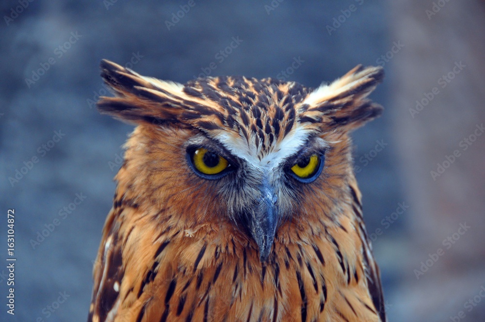 Owl Owl