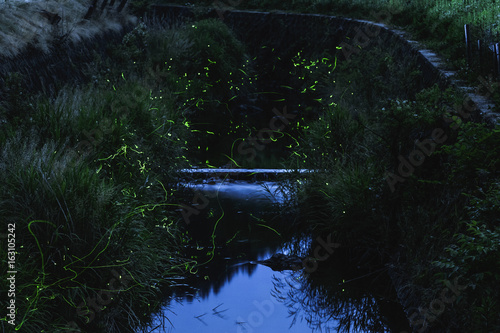 Plakat 蛍／Fireflies