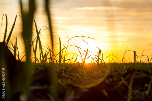 sugar cane sunset