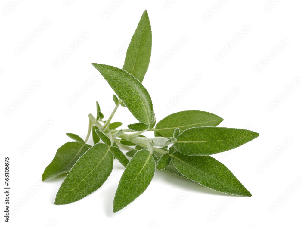 fresh sage bunch fresh sage bunch