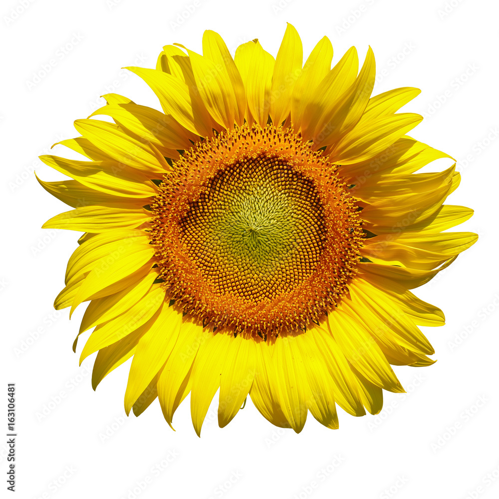 Fototapeta premium sunflower isolated on white background