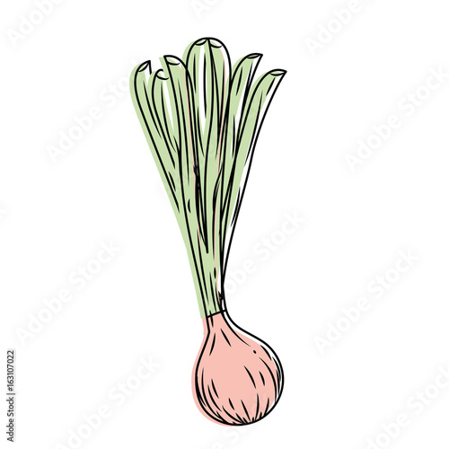 fresh long onion plant vegetable