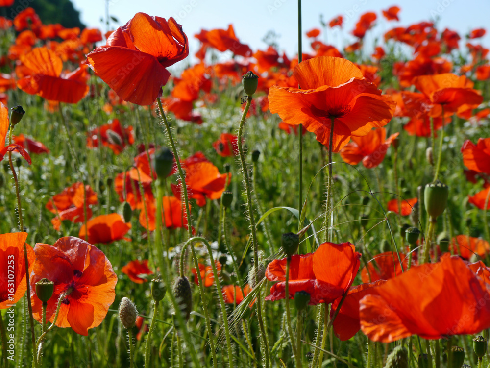 Obraz premium A meadow full of poppies and grasses in rural English countryside