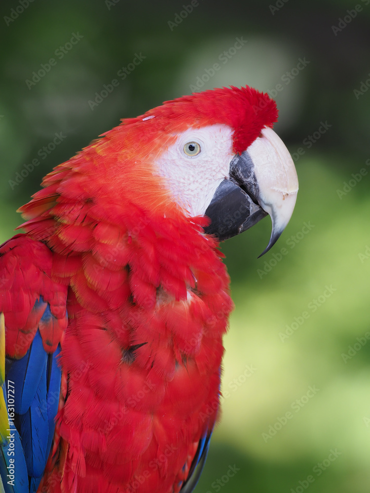 Obraz premium アカコンゴウインコ