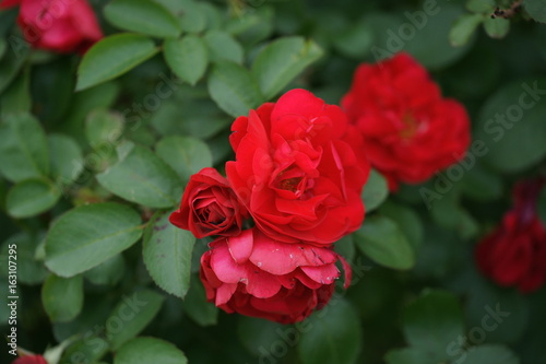Lush red rose