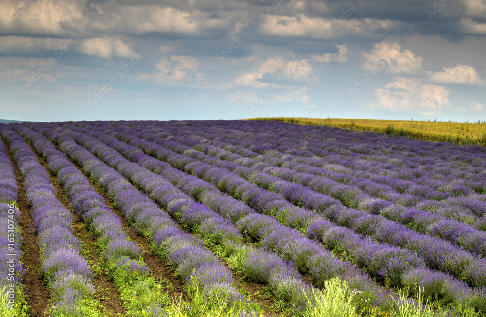 Beautiful landscape with fresh lavender field and blue sky Beautiful landscape with fresh lavender field and blue sky