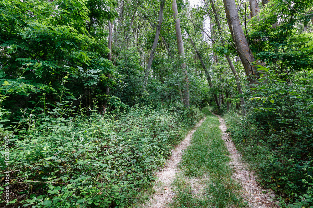 Camino y bosque de chopos. Camino y bosque de chopos.