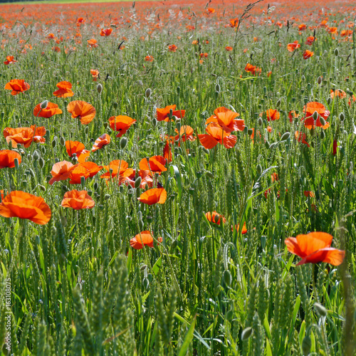 A meadow full of poppies and grasses in rural English countryside