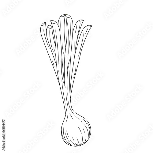 line fresh long onion plant vegetable