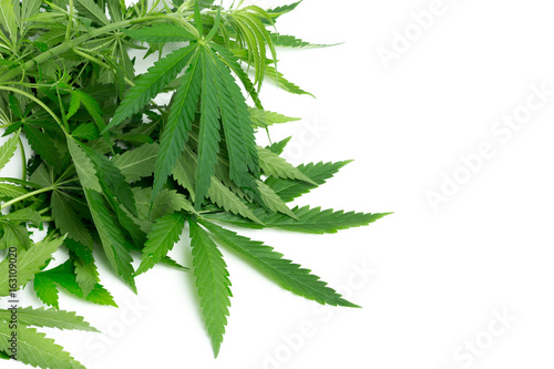 cannabis marijuana plant detail
