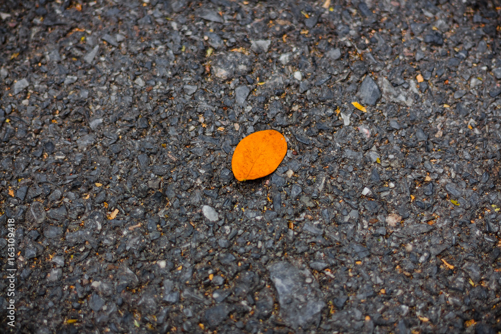 Orange leaves with black backdrop Orange leaves with black backdrop