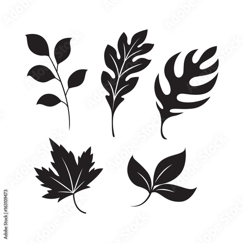 graphic leaf, vector