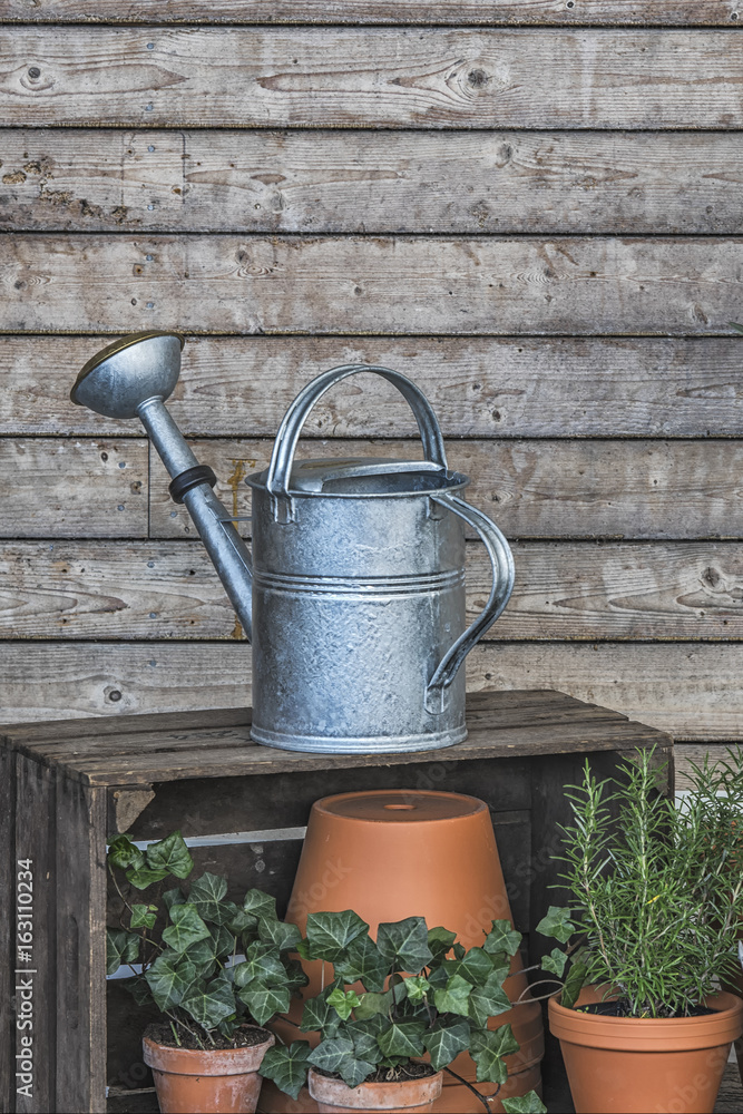 Obraz premium Watering can and garden plants with the wooden background