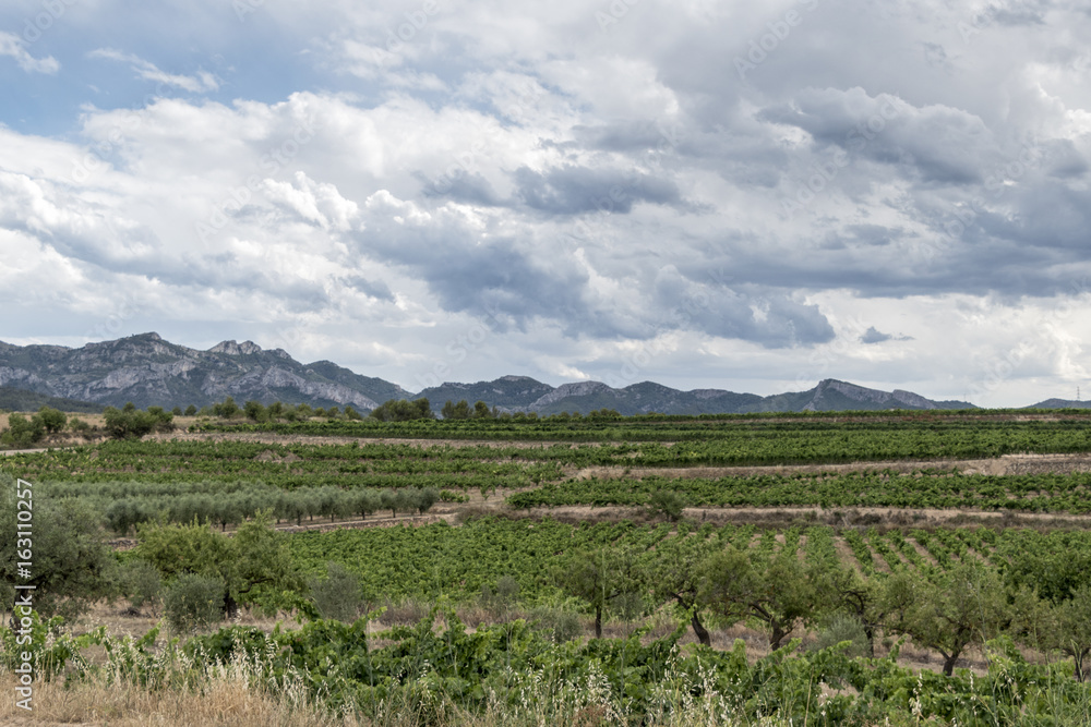 Grapevine plantation under Stormy Weather in Priorat Region, Tarragona, Catalonia, Spain.