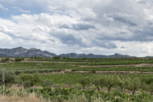 Grapevine plantation under Stormy Weather in Priorat Region, Tarragona, Catalonia, Spain. © xfgiro