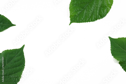 mulberry green leaf frame isolated on white background