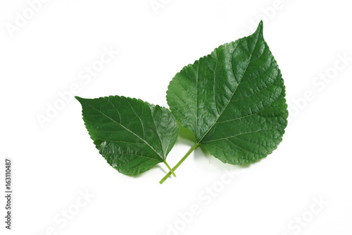 Wallpaper Mural mulberry  green leaf isolated on white background Torontodigital.ca