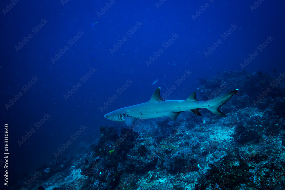 Obraz premium White tip shark