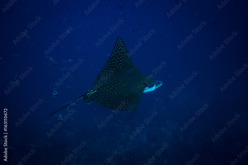 Naklejka premium Spotted eagle ray