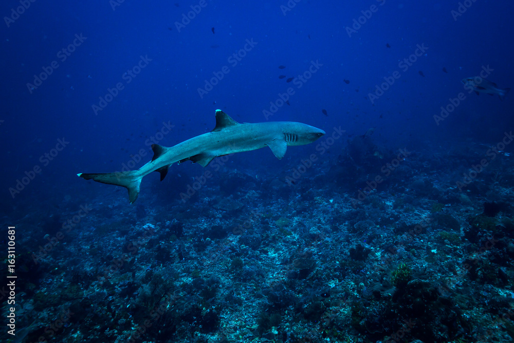 White tip shark White tip shark