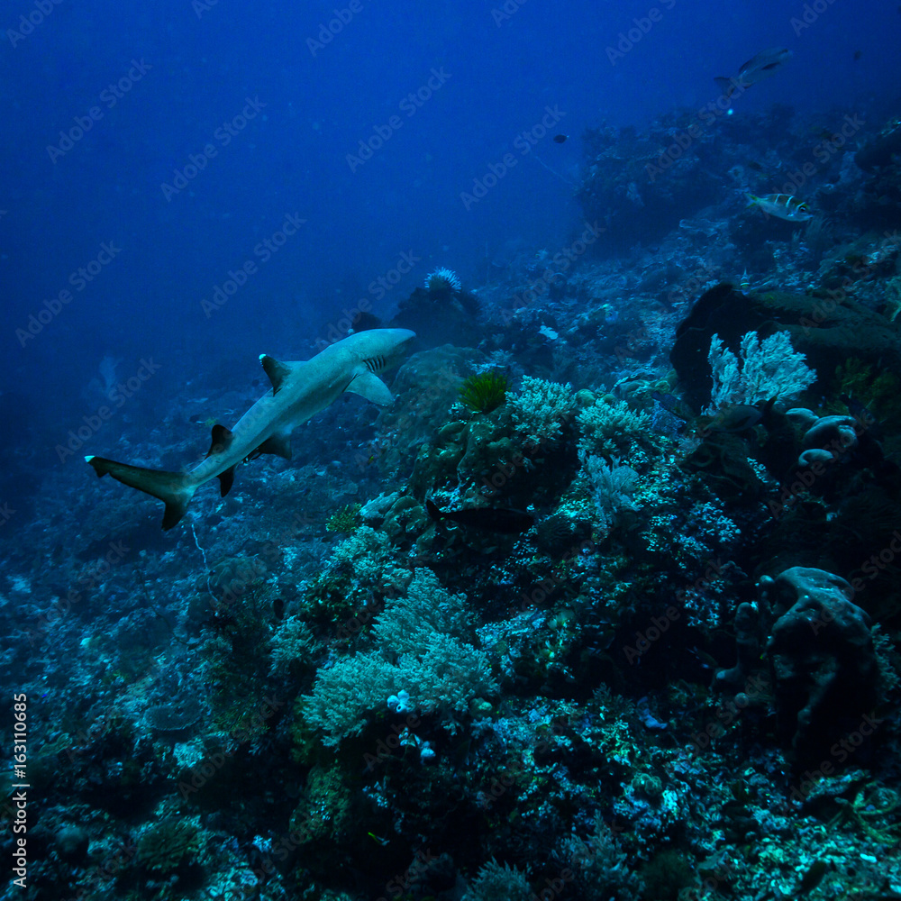 White tip shark White tip shark