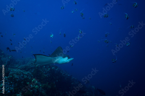 Spotted eagle ray