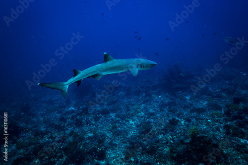 White tip shark © sergemi