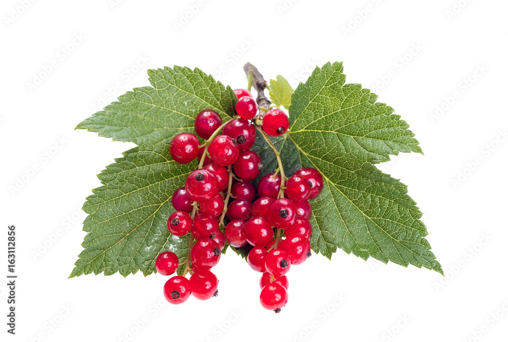 Red currant isolated on white background close up. Red currant isolated on white background close up.