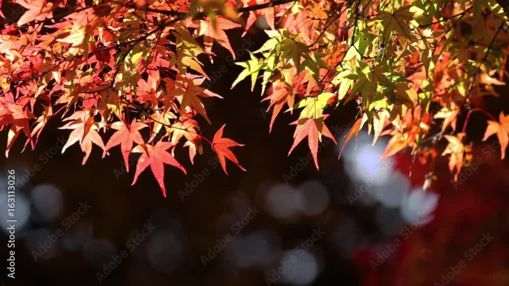 Bright, vibrant autumn leaves shinning in morning sun
Bright, vibrant autumn leaves shinning in morning sun