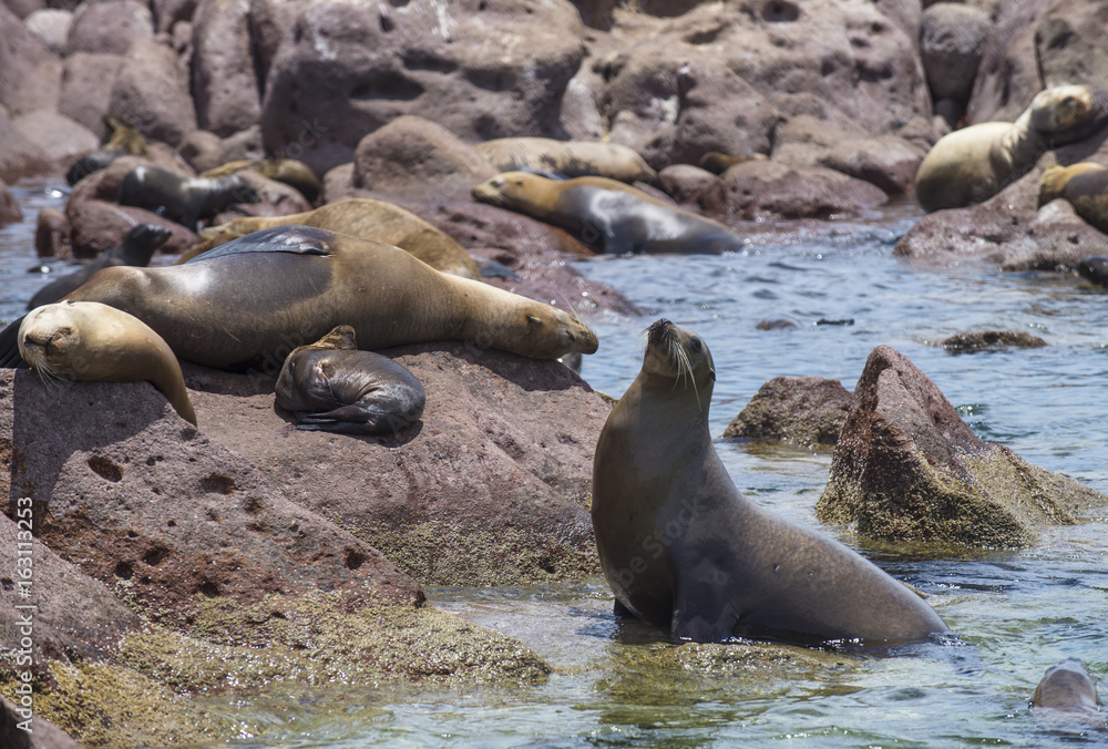 Fototapeta premium Isla Espiritu Santo, La Paz Baja California Sur. Mexico