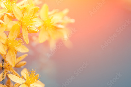 Hypericum herbal natural background. Tutsan flowers in sunny day © vvvita
