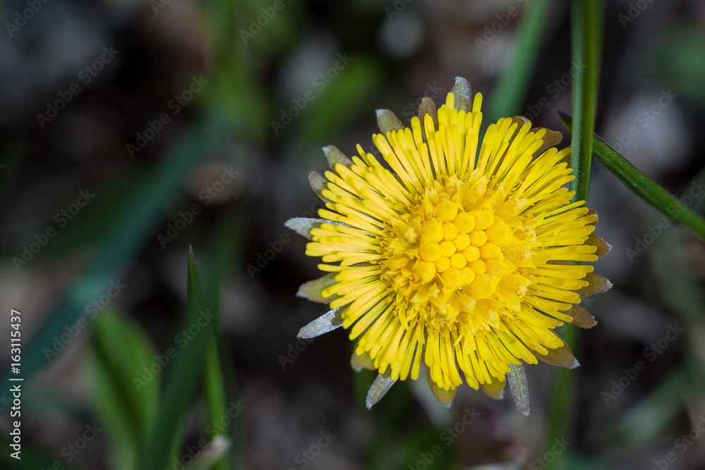 Young foalfoot flower on a green meadow. Young foalfoot flower on a green meadow.