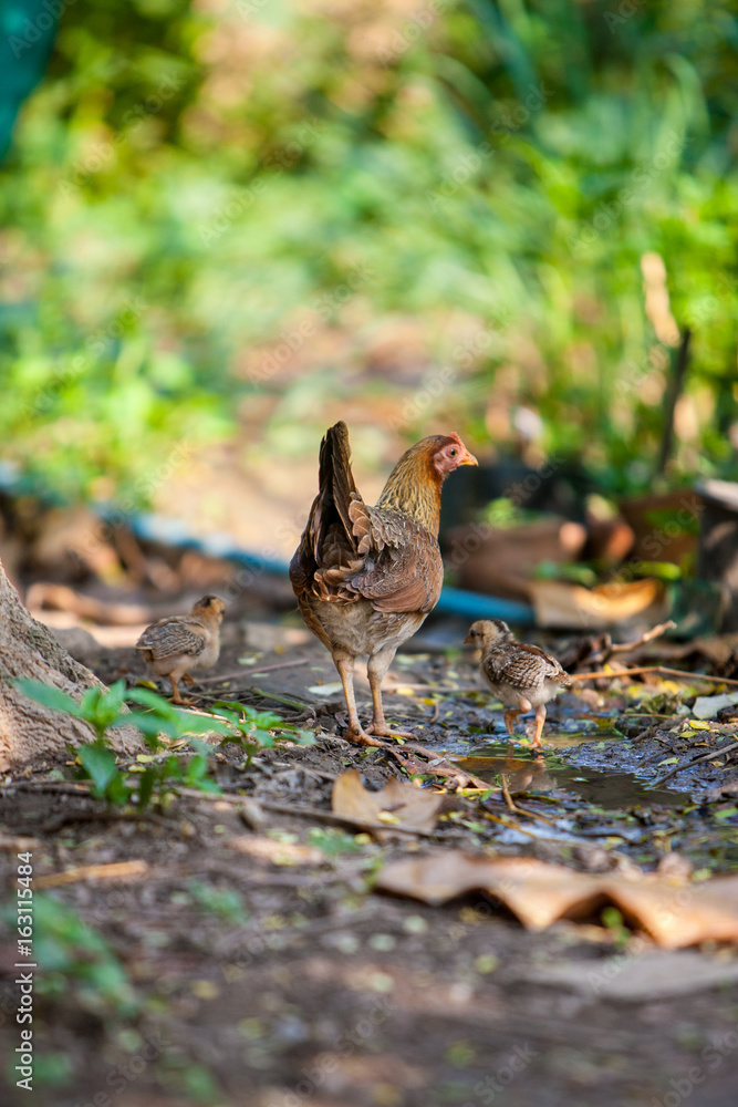 Fototapeta premium Chicken Family