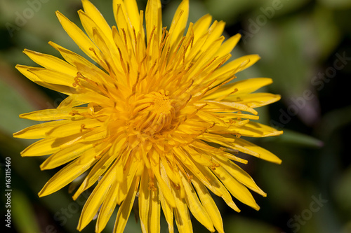 Young dandelion flower on a green meadow.